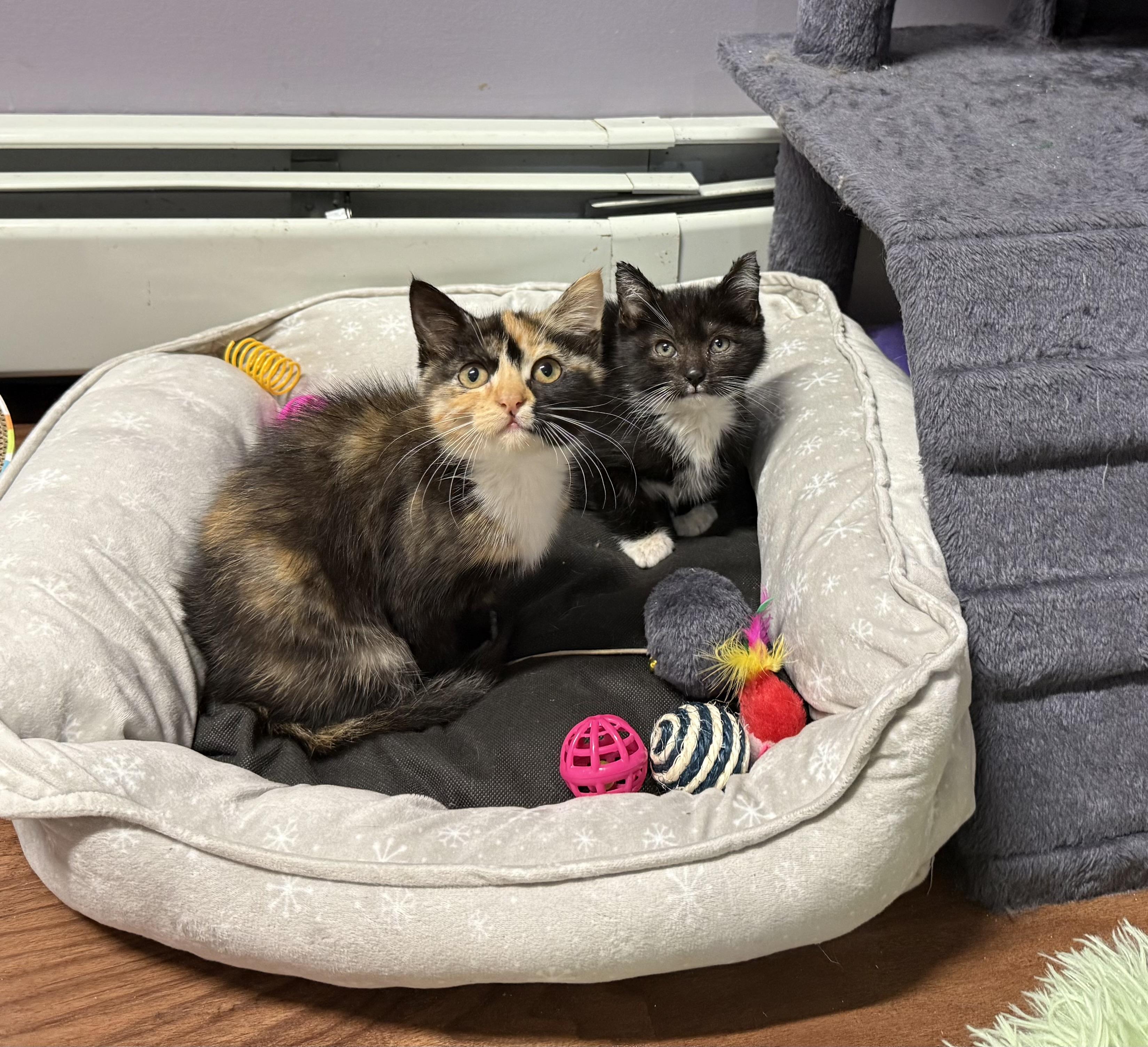 Enlarge Fuzz, a Adoptable Calico in Clifton, NJ image 3/5