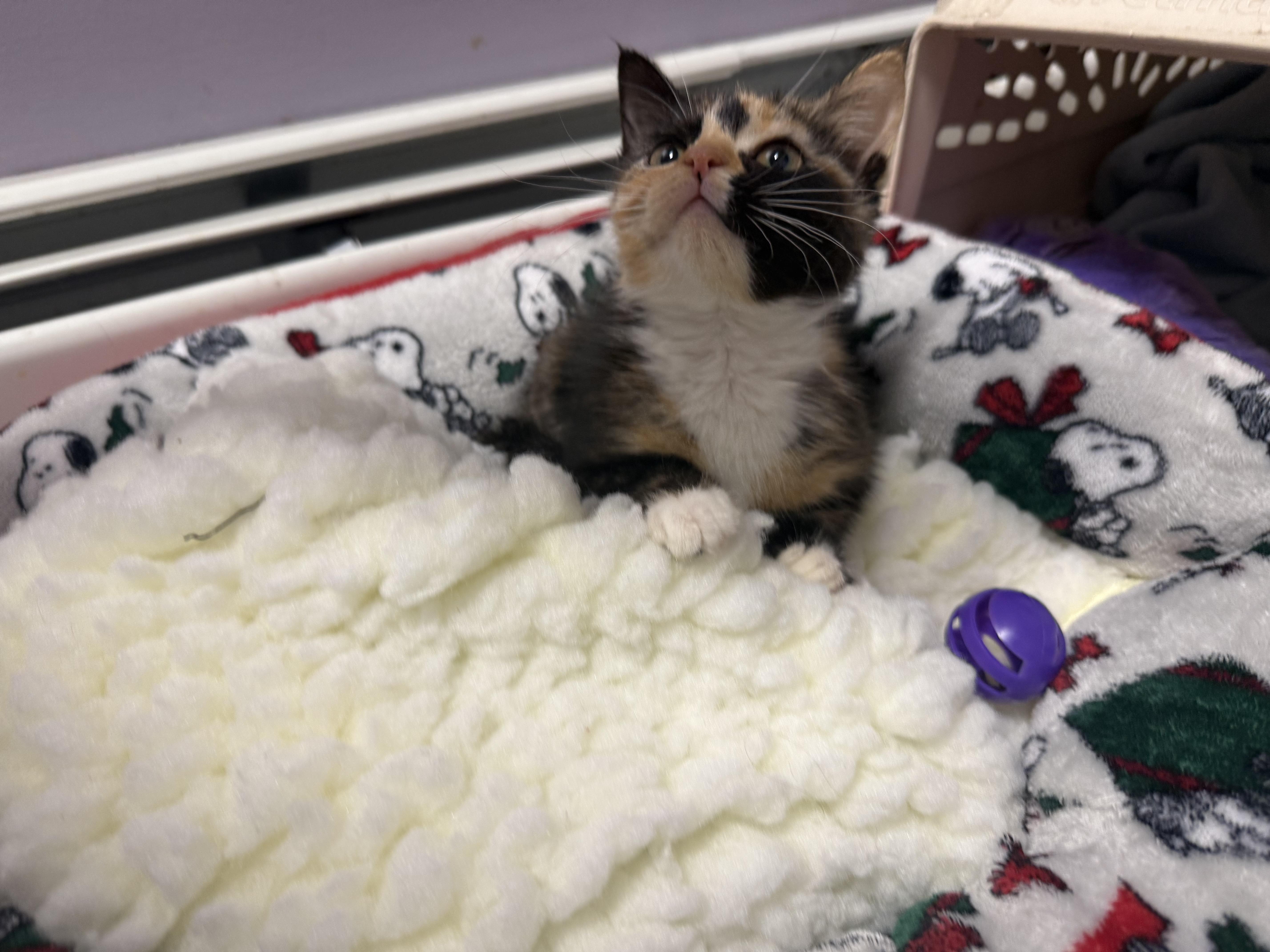 Enlarge Fuzz, a Adoptable Calico in Clifton, NJ image 4/5