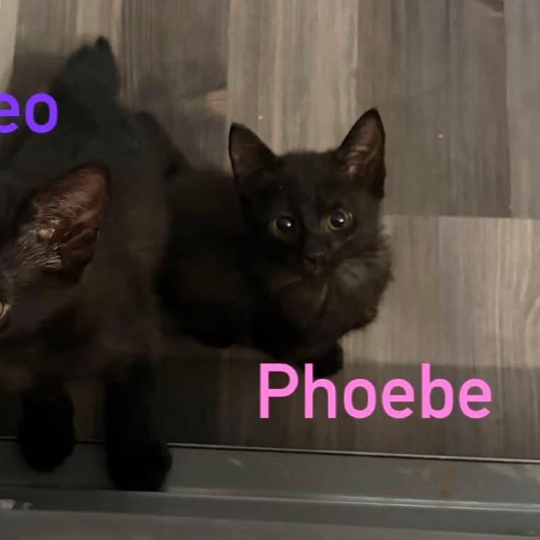 Phoebe, Adoptable, Kitten Female Domestic Short Hair.