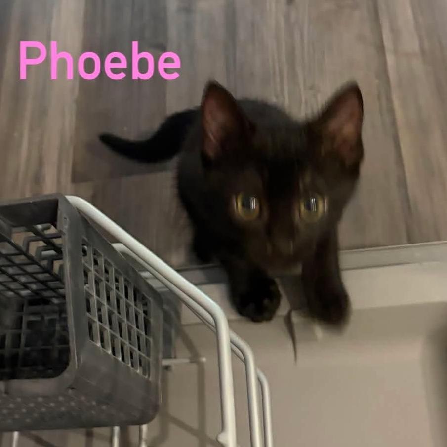 Enlarge Phoebe, a Adoptable Domestic Short Hair in Wilmington, NC image 3/5