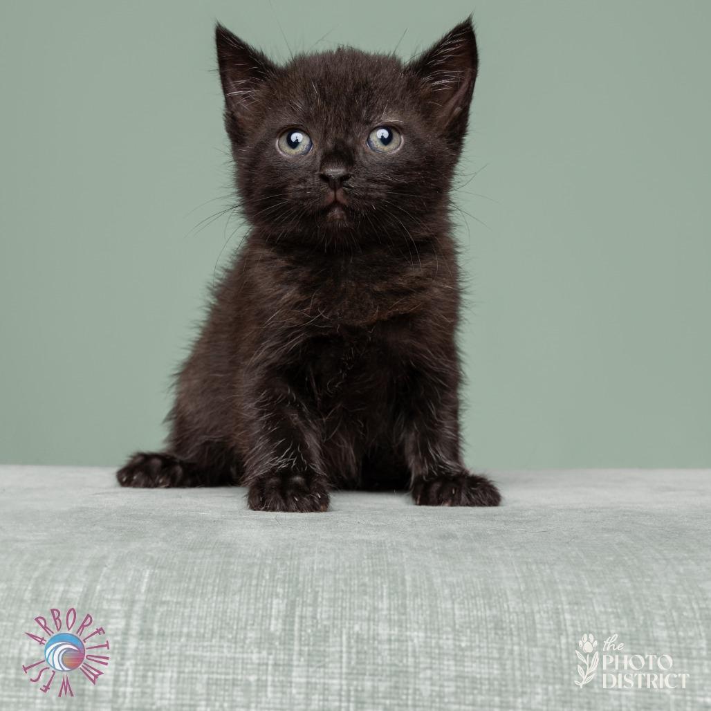 Enlarge Phoebe, a Adoptable Domestic Short Hair in Wilmington, NC image 2/5