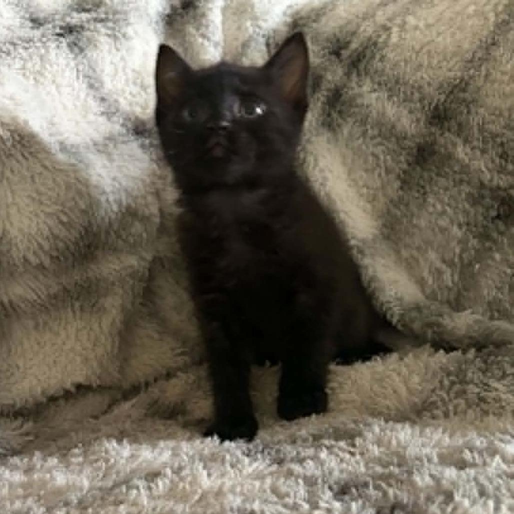 Enlarge Phoebe, a Adoptable Domestic Short Hair in Wilmington, NC image 4/5