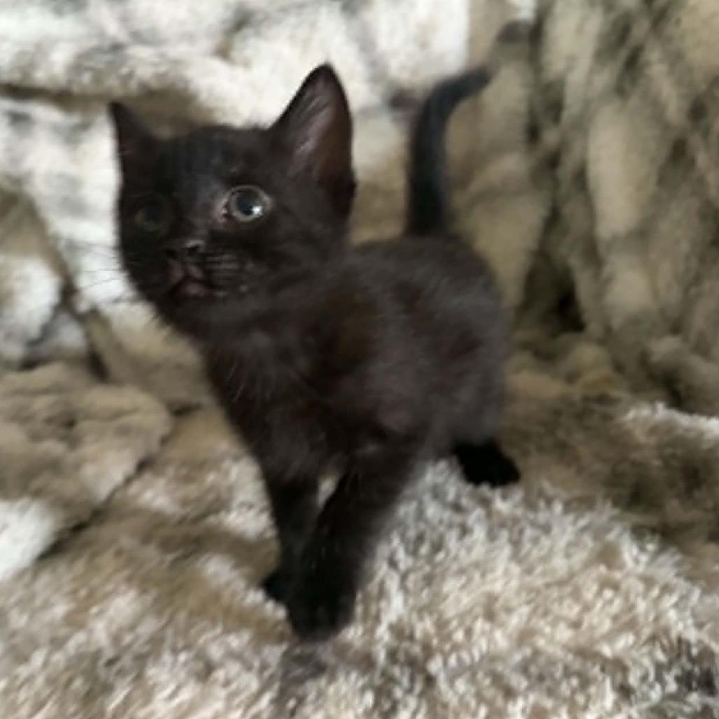 Enlarge Phoebe, a Adoptable Domestic Short Hair in Wilmington, NC image 5/5