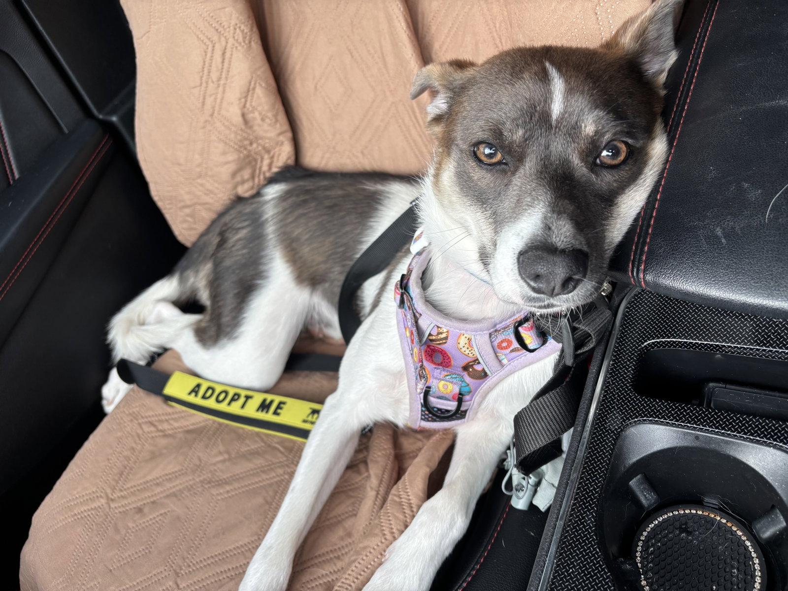 Cash, Adopted, Young Male Spitz & Cattle Dog.