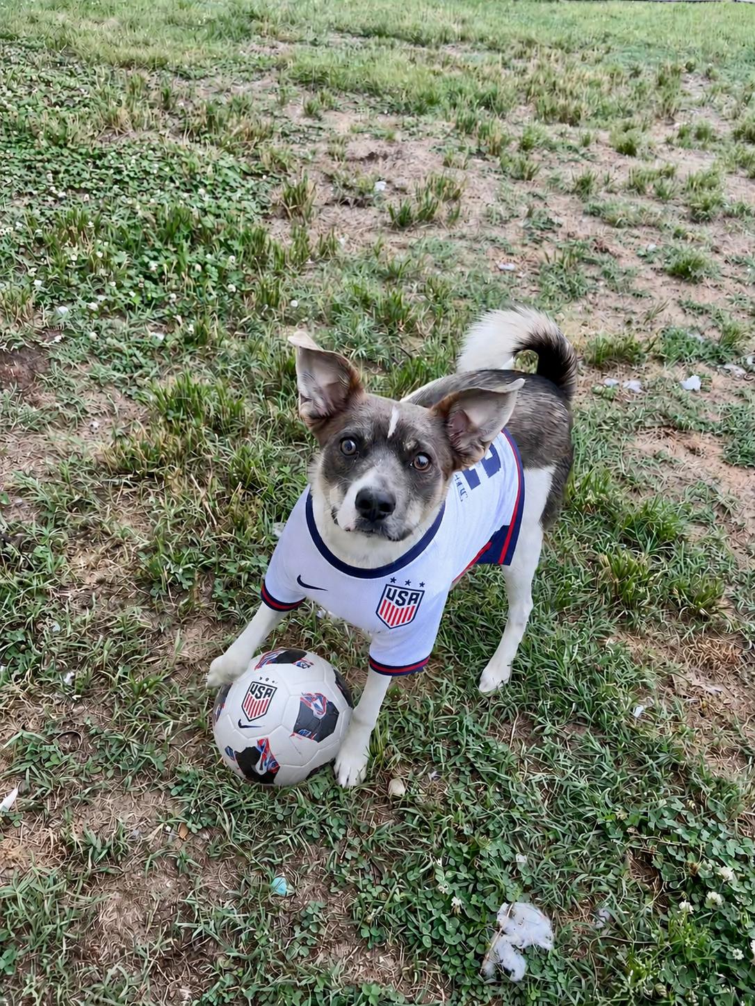 Cash, a Adopted mixed breed in Holly Springs, NC image 2/3