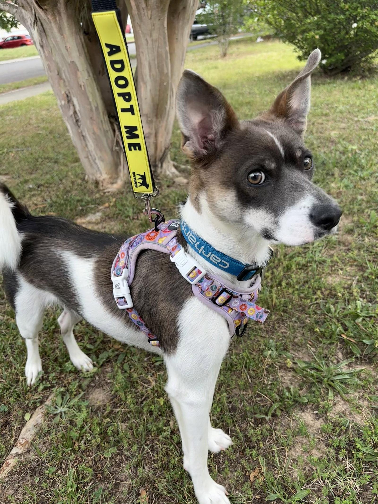 Cash, a Adopted mixed breed in Holly Springs, NC image 3/3