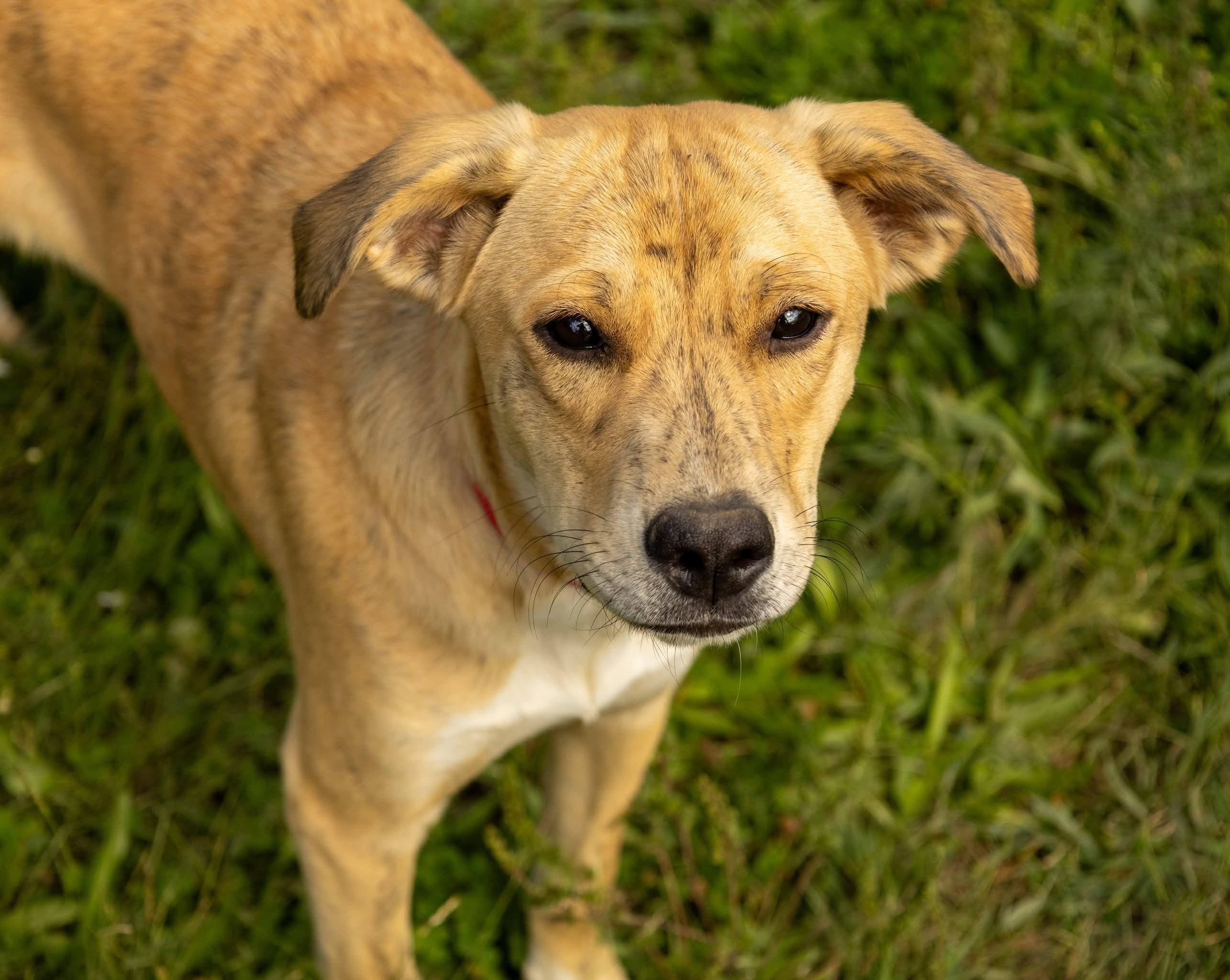 Aphrodite, a Adoptable Mixed Breed in Argyle, NY image 6/6