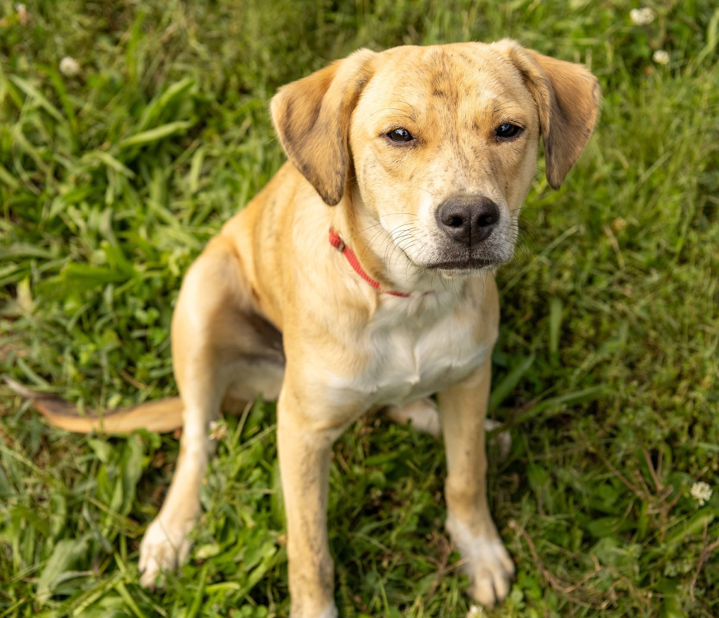 Aphrodite, a Adoptable Mixed Breed in Argyle, NY image 1/6
