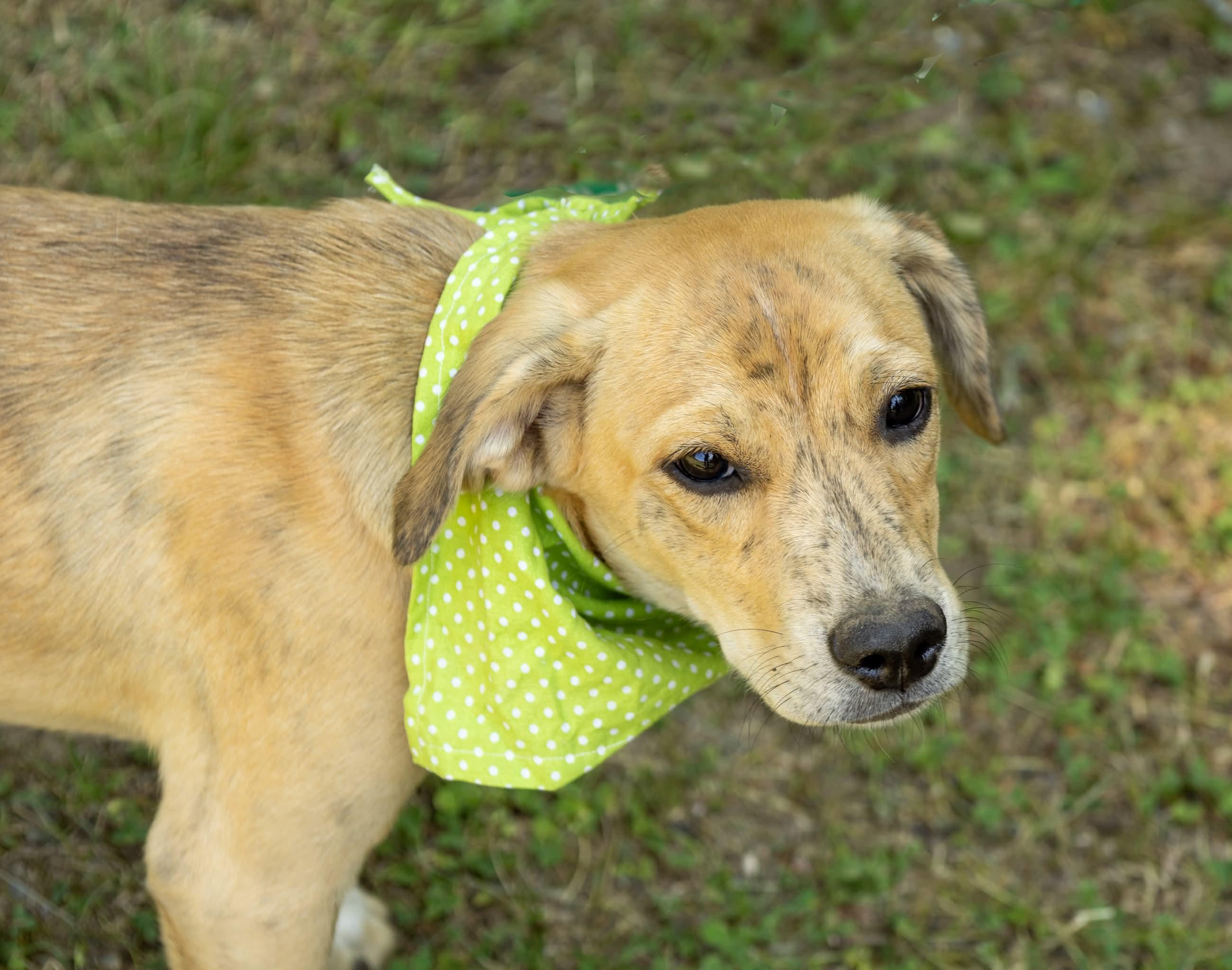 Enlarge Aphrodite, a Adoptable Mixed Breed in Argyle, NY image 5/6