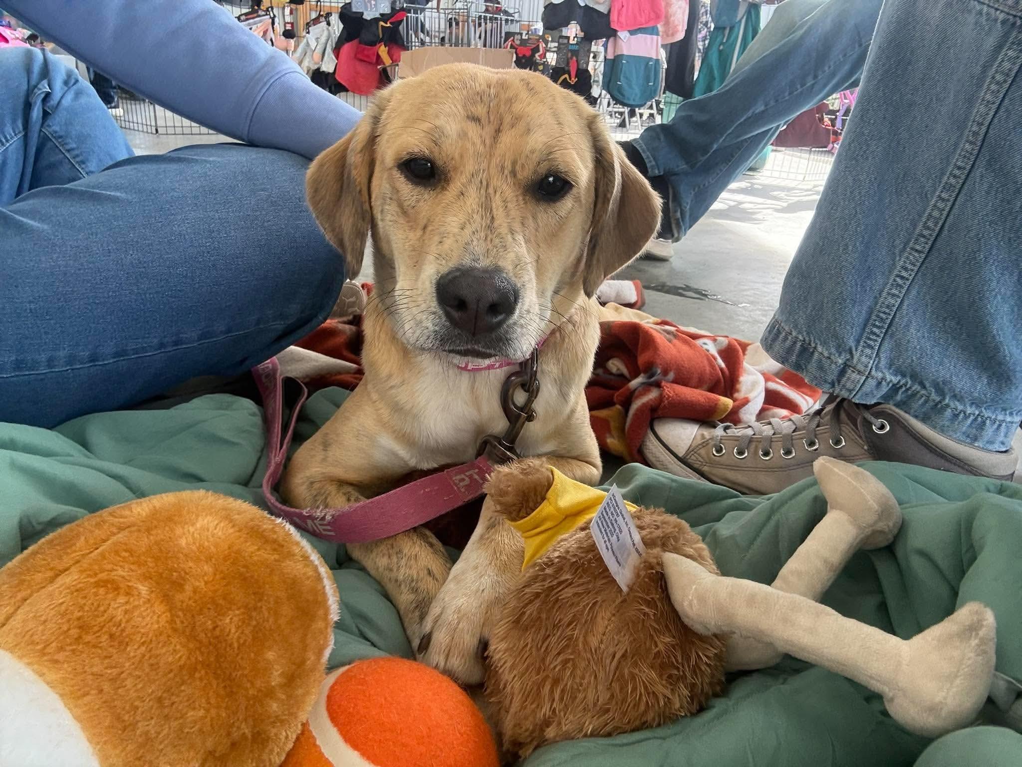 Enlarge Aphrodite, a Adopted mixed breed in Argyle, NY image 4/6