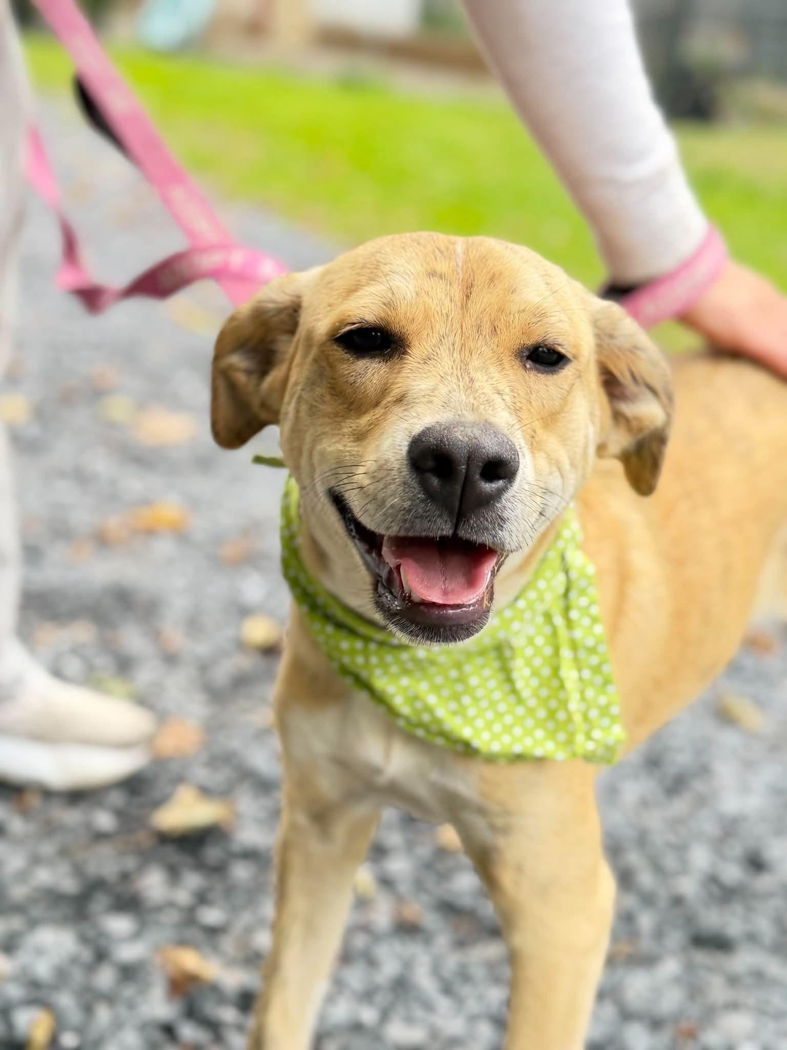 Aphrodite, Adoptable, Puppy Female Hound.