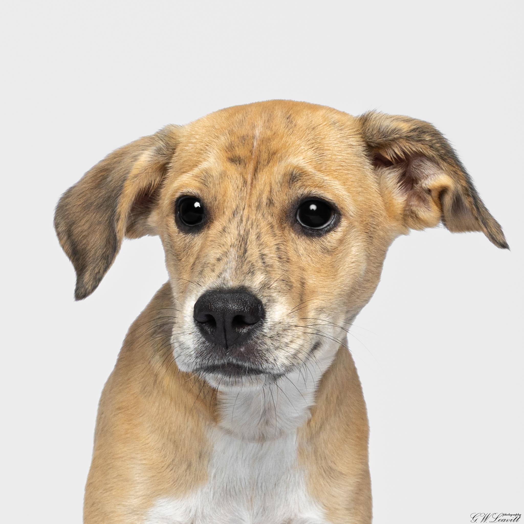 Enlarge Aphrodite, a Adoptable Mixed Breed in Argyle, NY image 4/6