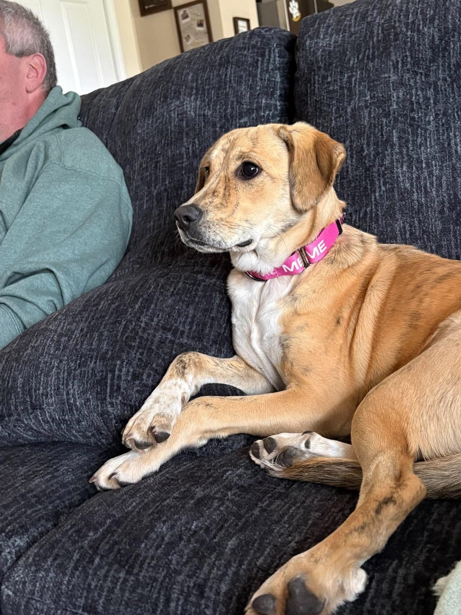 Enlarge Aphrodite, a Adopted mixed breed in Argyle, NY image 5/6