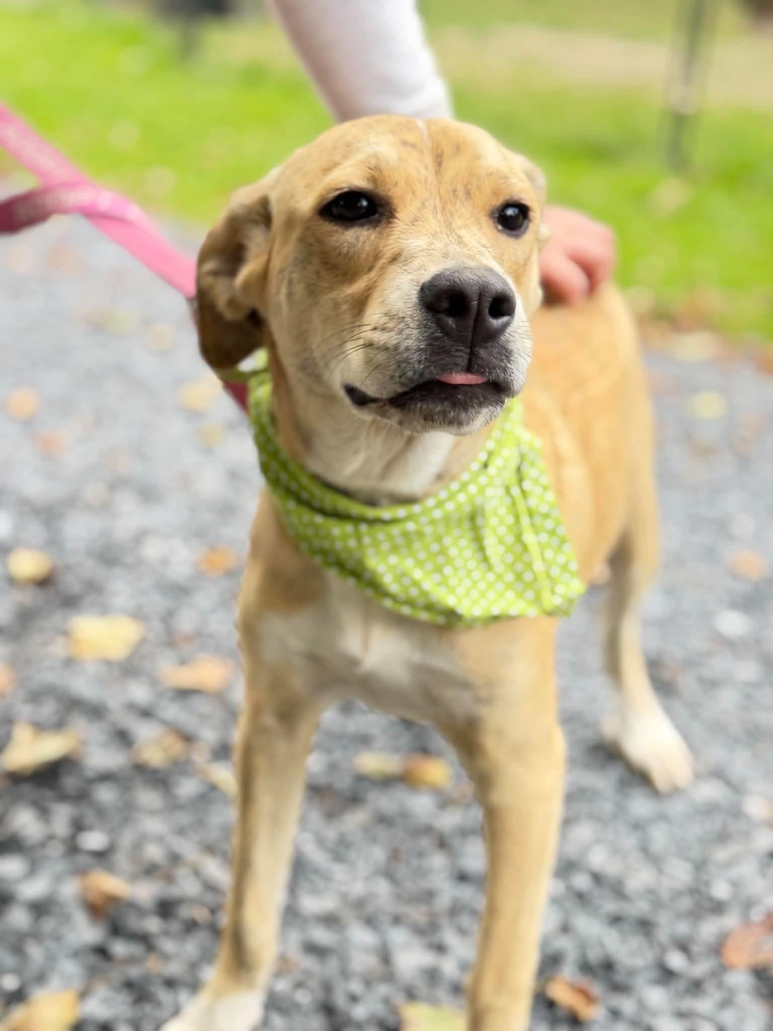 Enlarge Aphrodite, a Adoptable mixed breed in Argyle, NY image 6/6