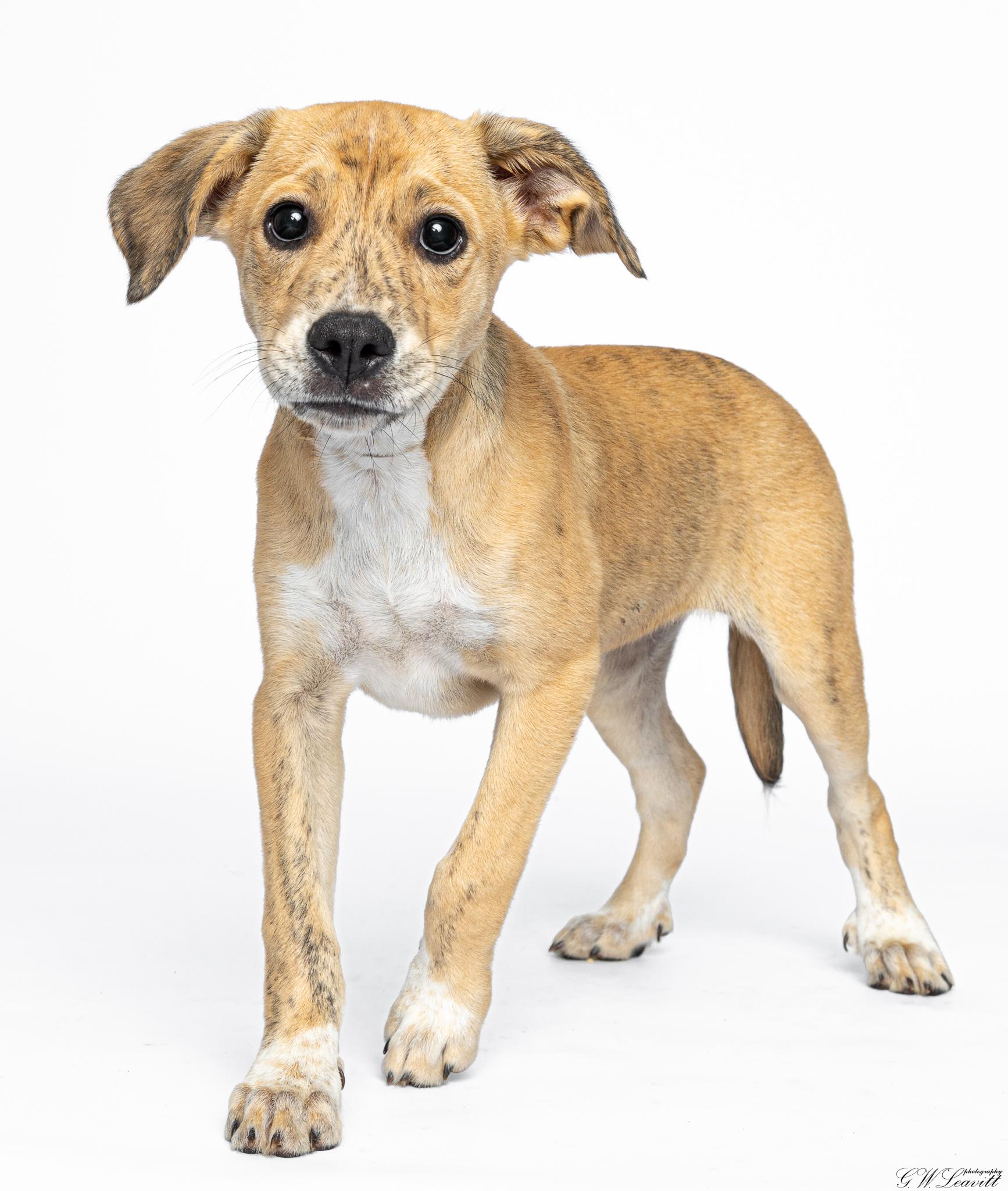 Enlarge Aphrodite, a Adoptable Mixed Breed in Argyle, NY image 2/6