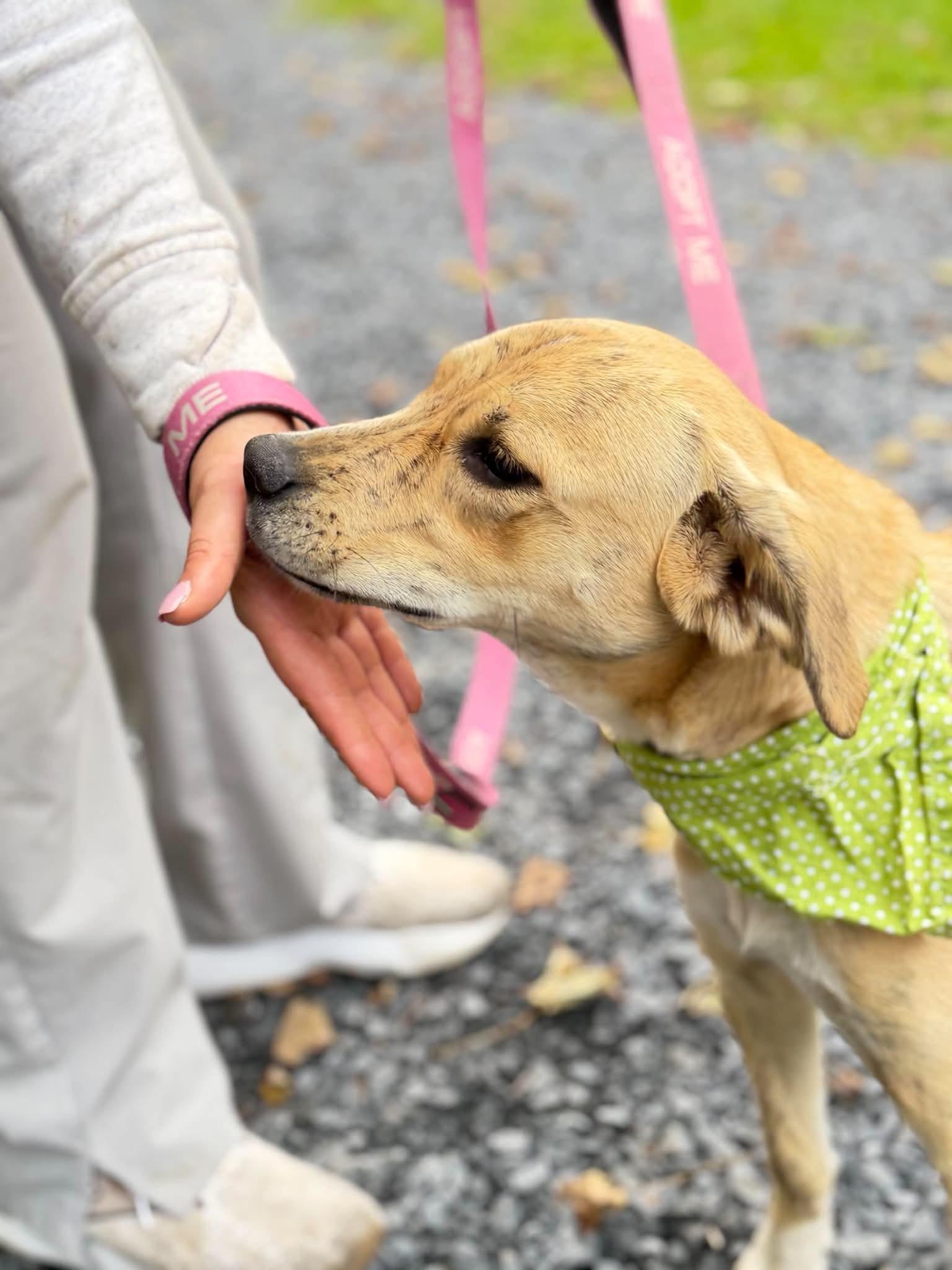 Enlarge Aphrodite, a Adoptable mixed breed in Argyle, NY image 5/6