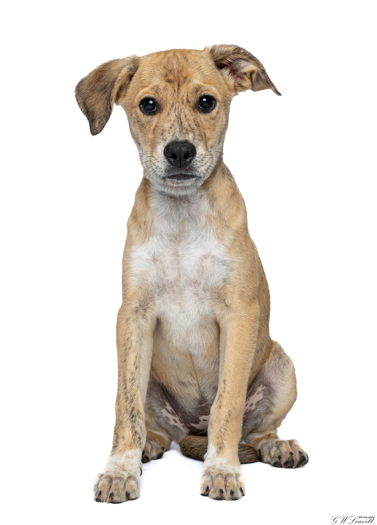 Enlarge Aphrodite, a Adoptable Mixed Breed in Argyle, NY image 3/6