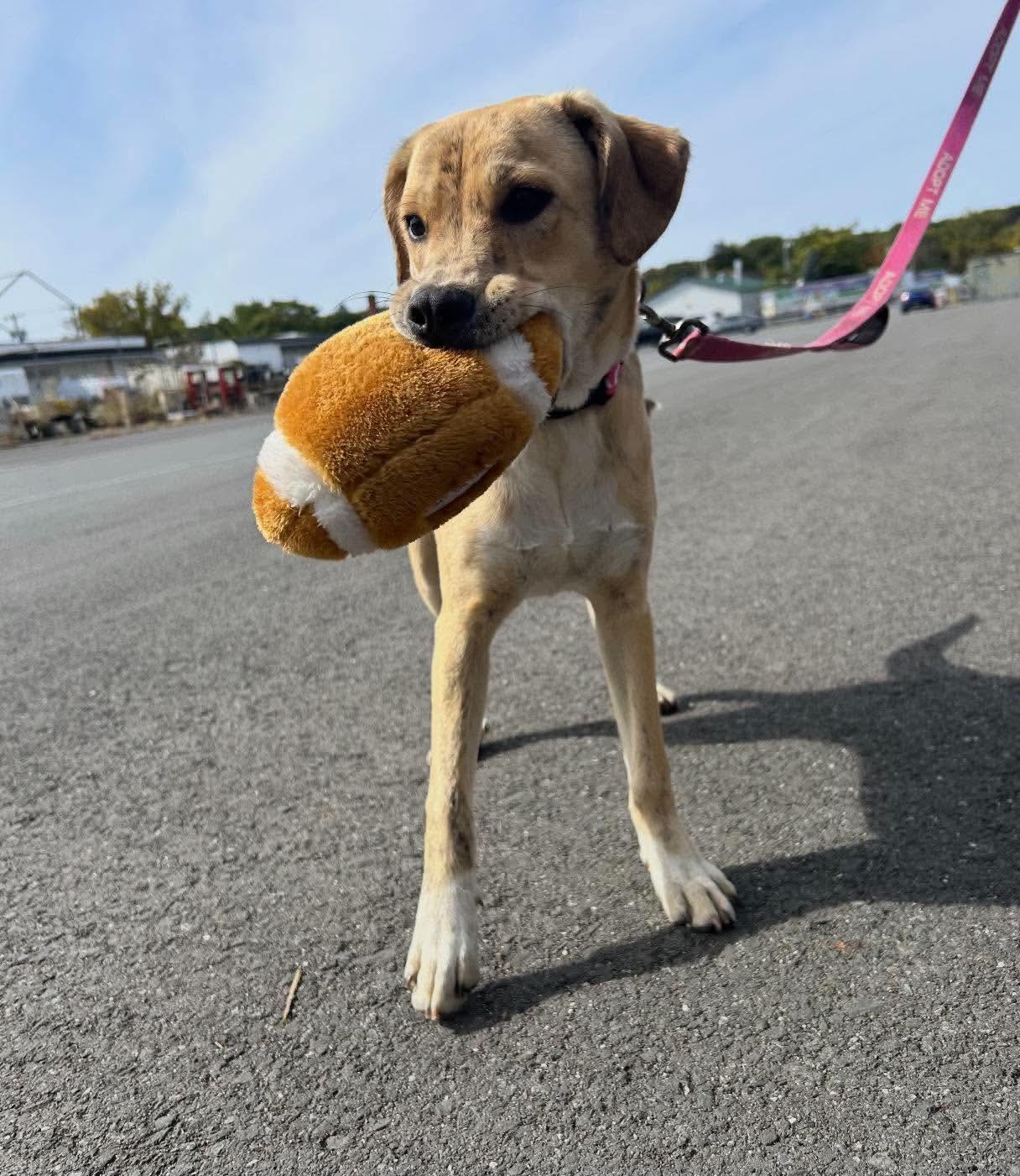 Enlarge Aphrodite, a Adopted mixed breed in Argyle, NY image 2/6