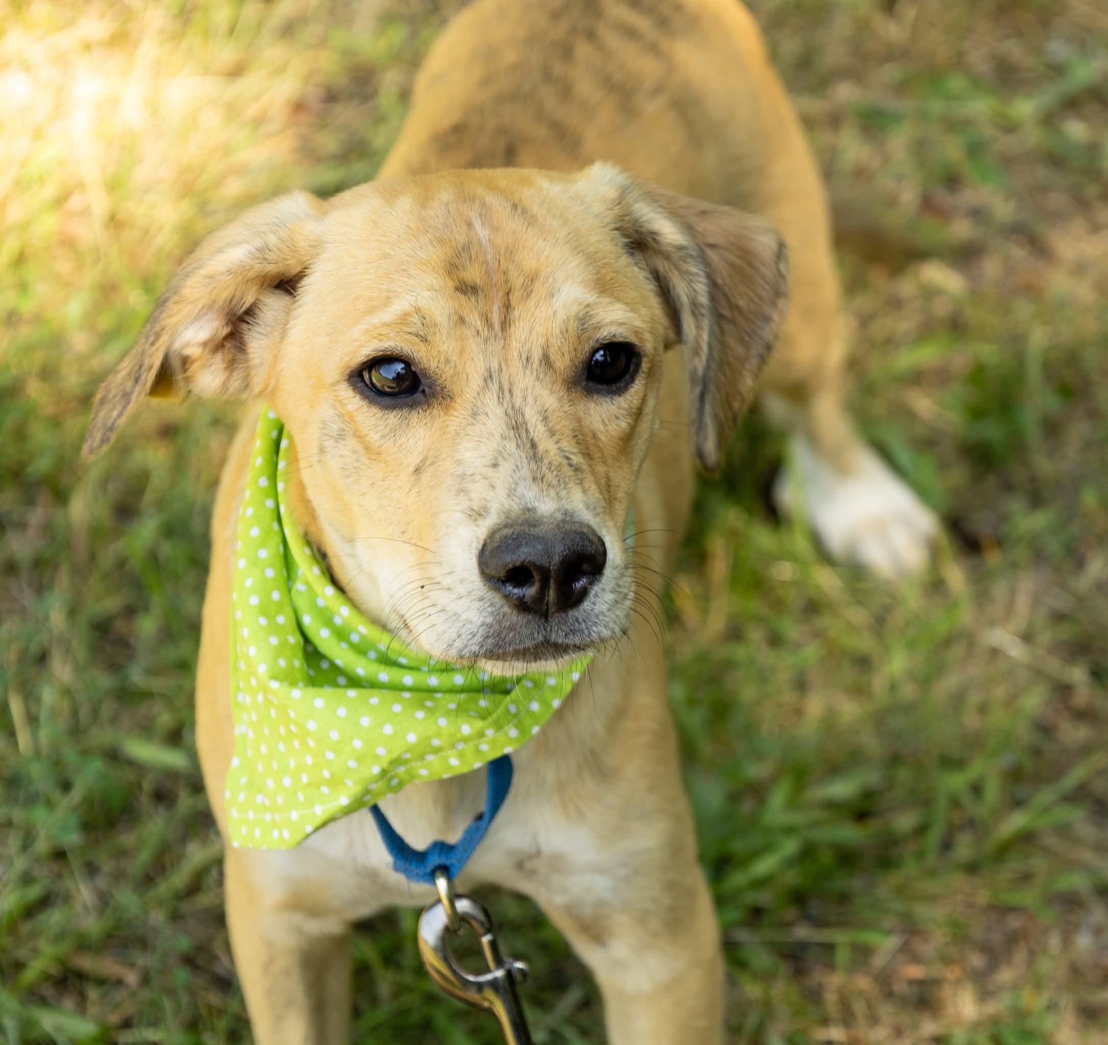 Enlarge Aphrodite, a Adoptable Mixed Breed in Argyle, NY image 6/6