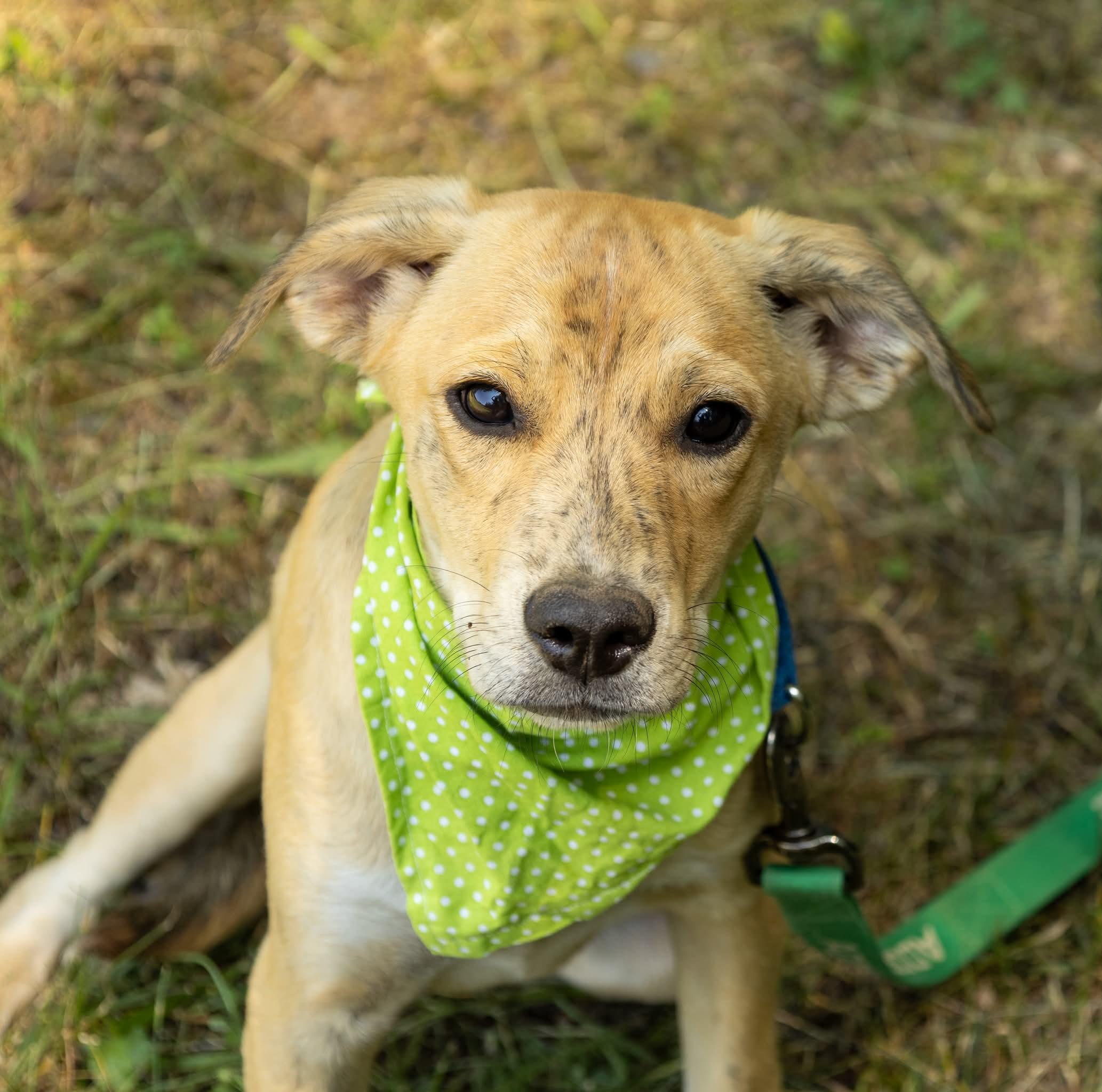 Enlarge Aphrodite, a Adoptable Mixed Breed in Argyle, NY image 1/6