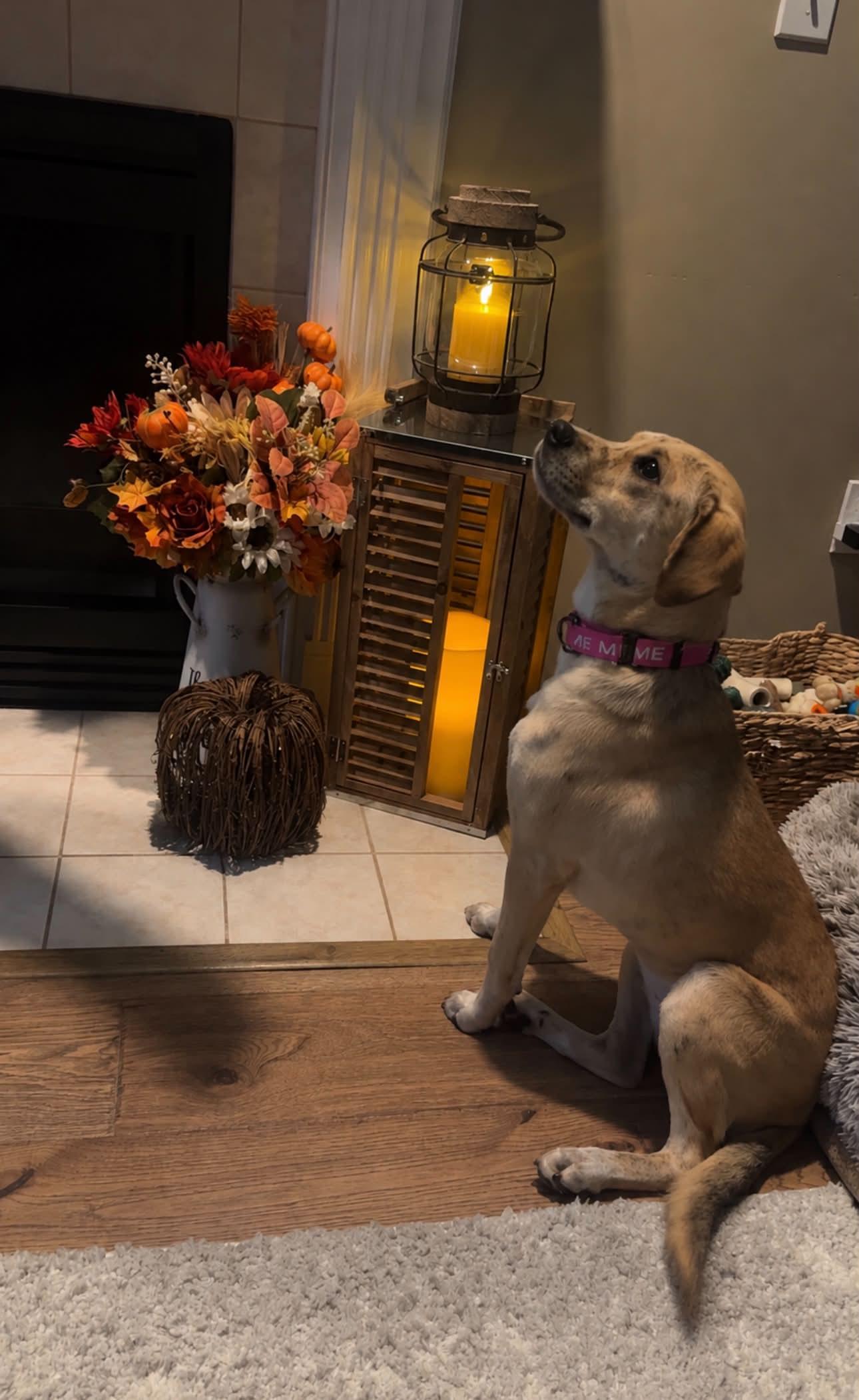 Enlarge Aphrodite, a Adopted mixed breed in Argyle, NY image 6/6