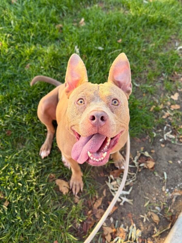 Enlarge Hazel, a Adoptable mixed breed in Fruit Heights, UT image 3/6