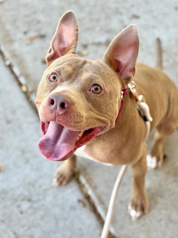Enlarge Hazel, a Adoptable mixed breed in Fruit Heights, UT image 4/6