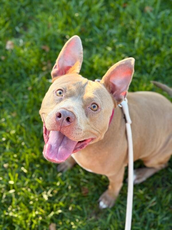 Enlarge Hazel, a Adoptable mixed breed in Fruit Heights, UT image 5/6