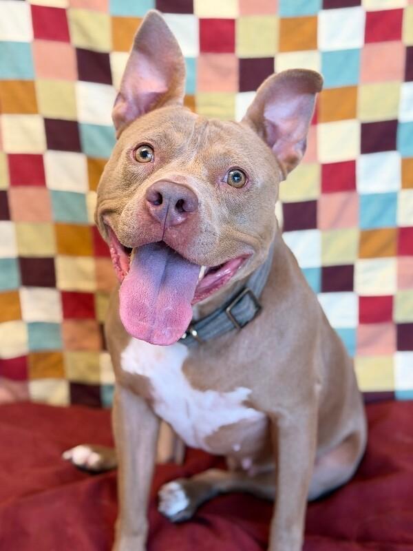 Enlarge Hazel, a Adoptable mixed breed in Fruit Heights, UT image 6/6