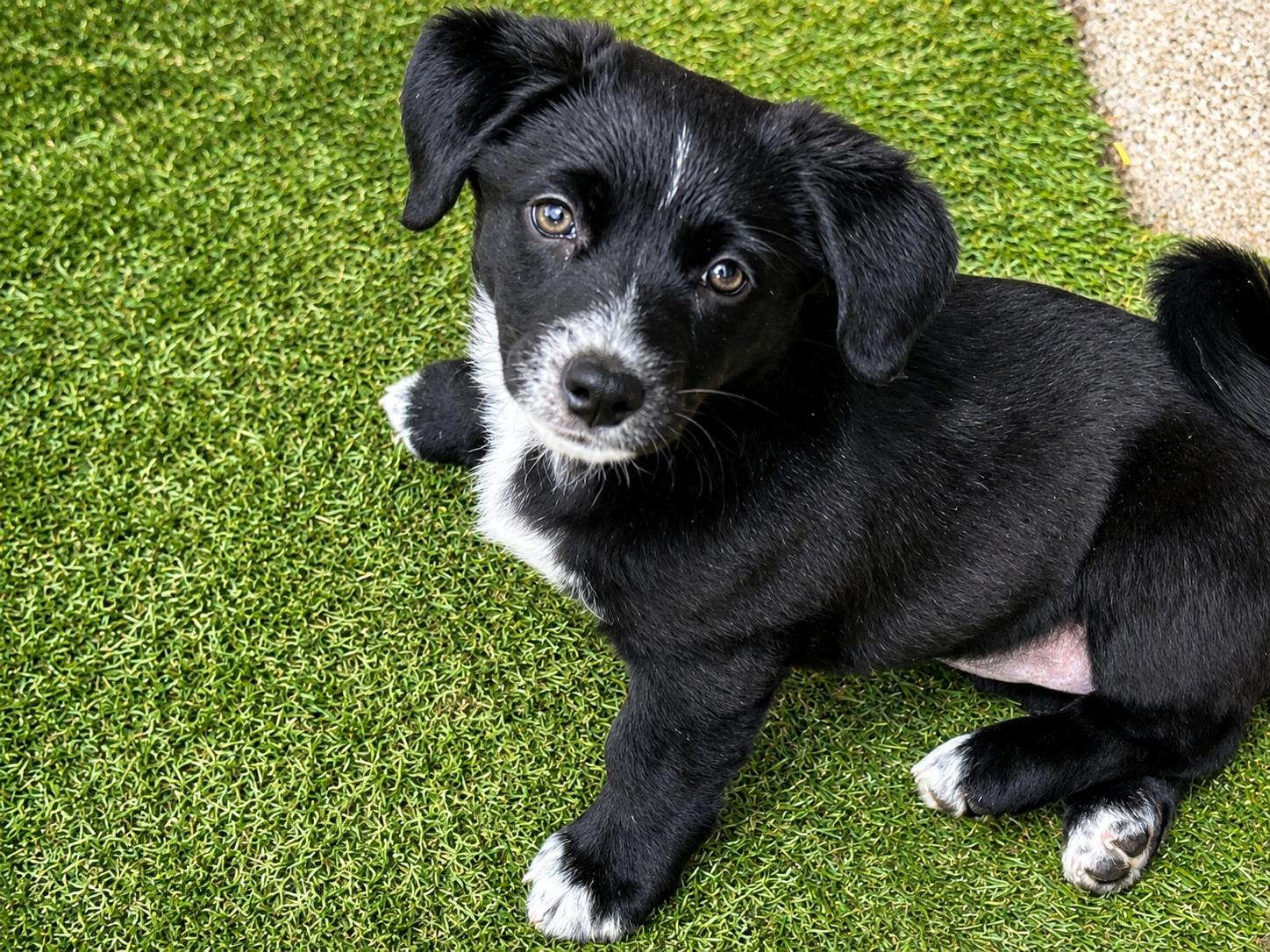Hallie, a ADOPTABLE Mixed Breed in Kenosha, WI image 3/3