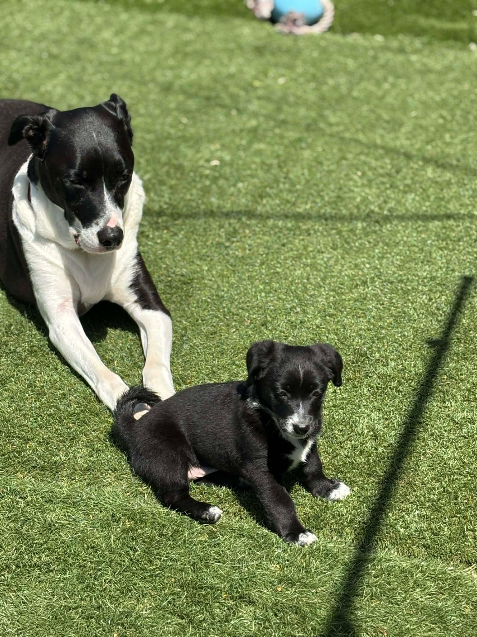 Hallie, a ADOPTABLE Mixed Breed in Kenosha, WI image 2/3