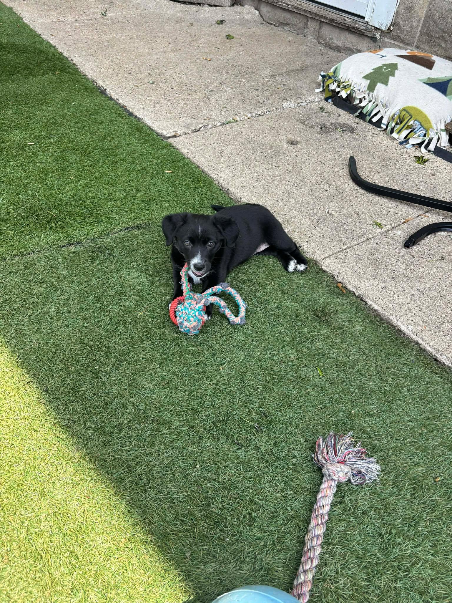 Hallie, ADOPTABLE, Puppy Female Mixed Breed.