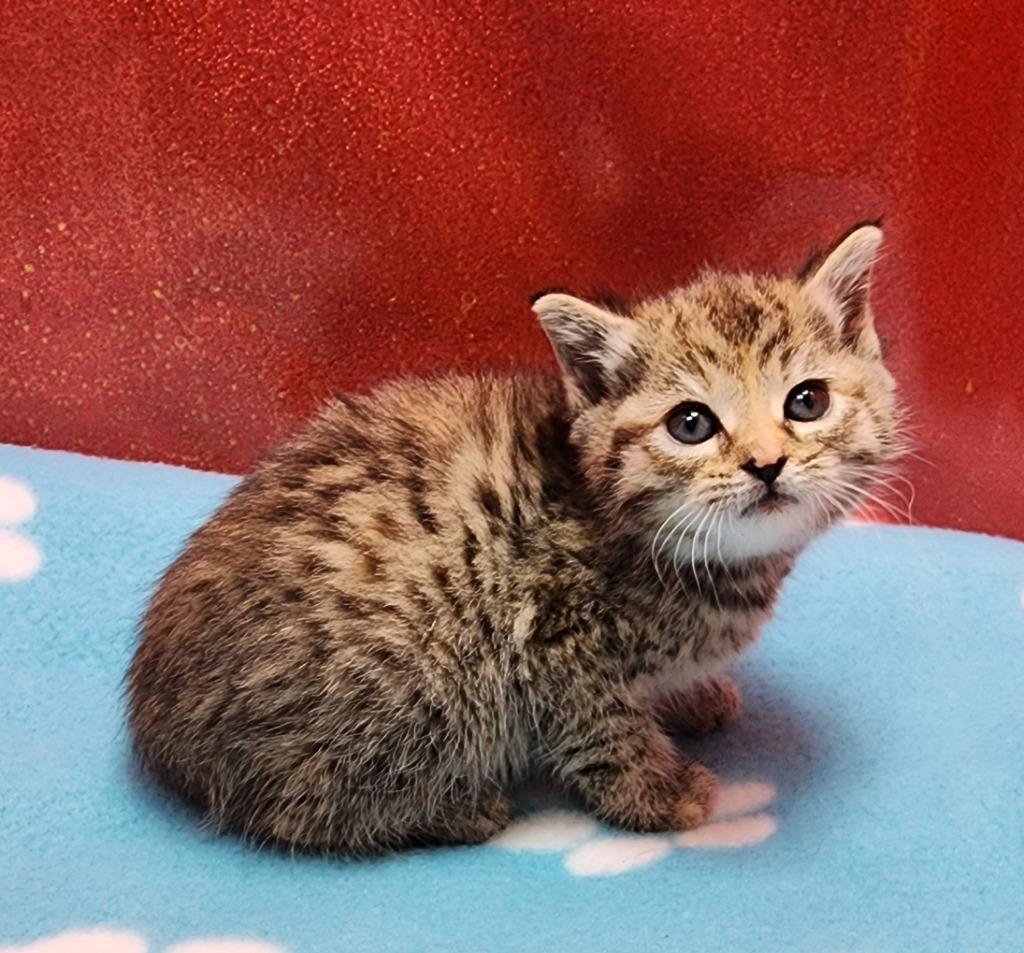 Loofah, Adoptable, Kitten Female Domestic Short Hair.
