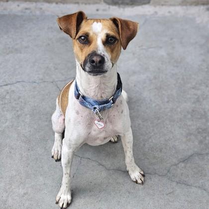 Enlarge Toby, a ADOPTABLE Jack Russell Terrier in Santa Cruz, CA image 1/2