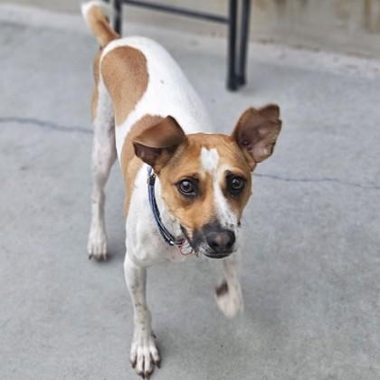 Enlarge Toby, a ADOPTABLE Jack Russell Terrier in Santa Cruz, CA image 2/2