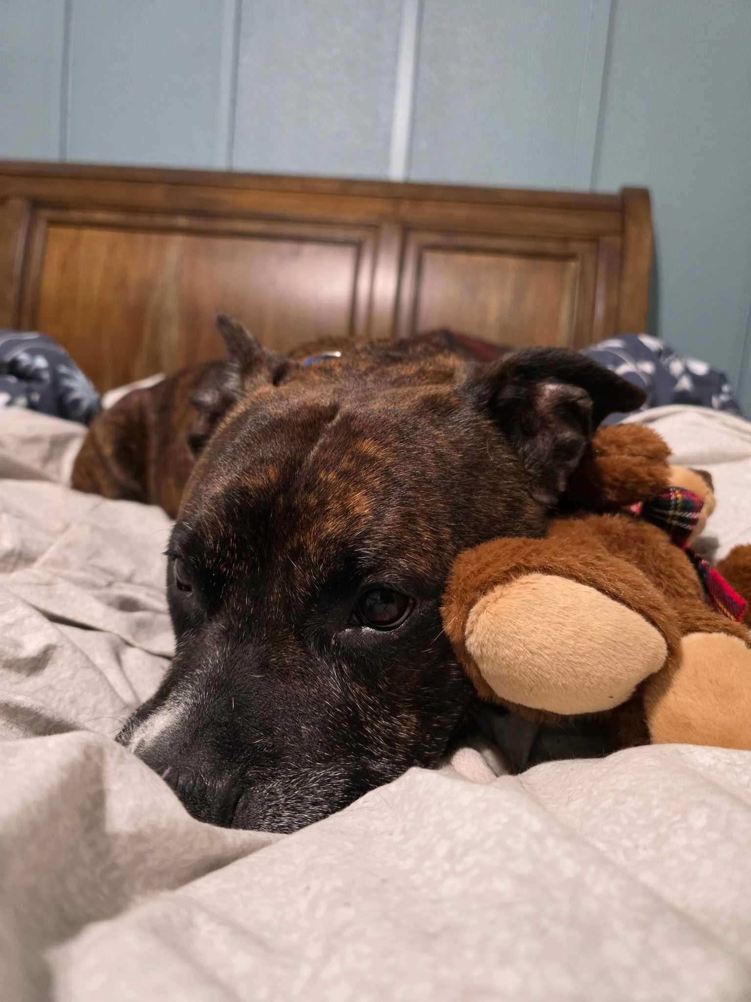 Enlarge Mr. Walter, a Adoptable Mixed Breed in Gainesville, FL image 1/1