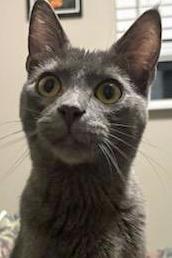 Gravel, an adopted Domestic Short Hair in Salem, OR image 2/4