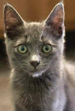Gravel, ADOPTABLE, Kitten Male Domestic Short Hair.