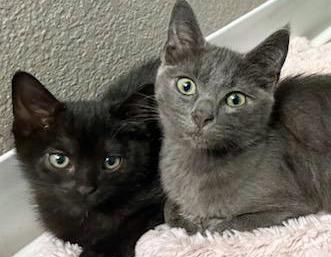 Gravel, an adopted Domestic Short Hair in Salem, OR image 3/4