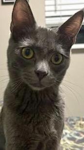 Gravel, an adopted Domestic Short Hair in Salem, OR image 4/4