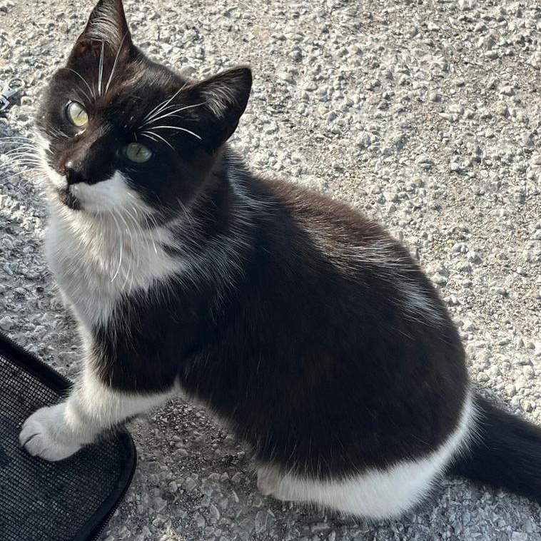 Enlarge Danny & Dolly, a Adoptable Domestic Medium Hair in Lemont, IL image 6/6