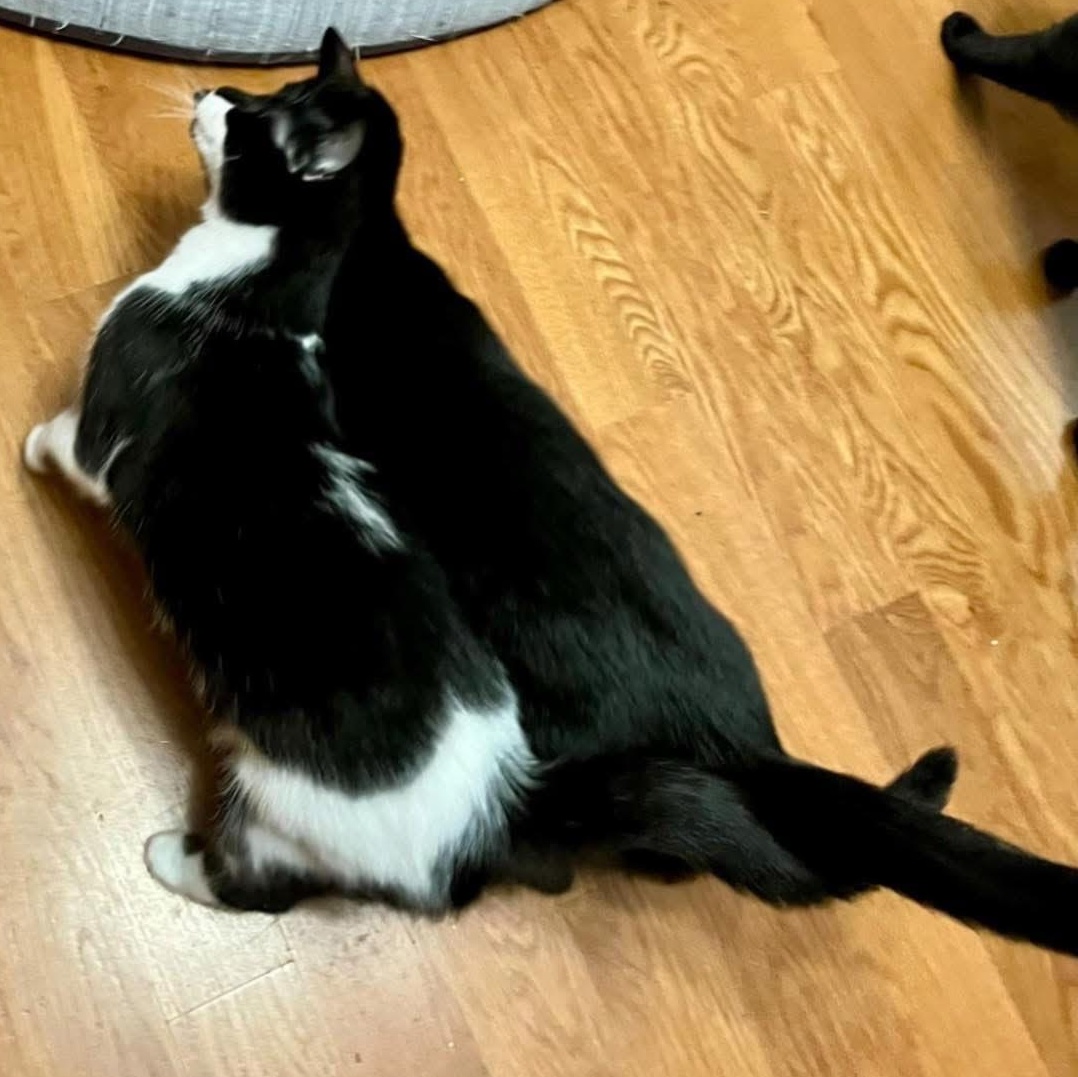 Enlarge Danny & Dolly, a Adoptable Domestic Medium Hair in Lemont, IL image 5/6