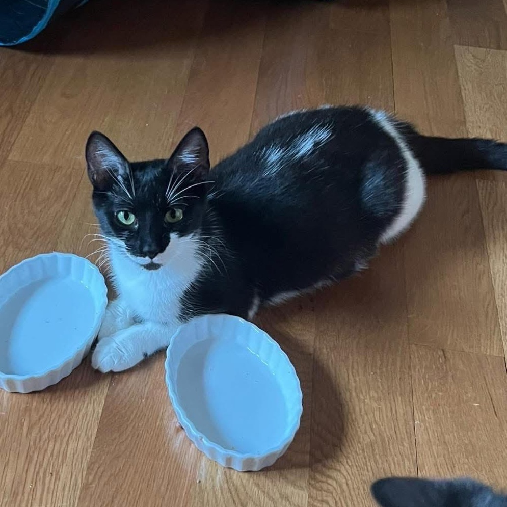 Enlarge Danny & Dolly, a Adoptable Domestic Medium Hair in Lemont, IL image 4/6