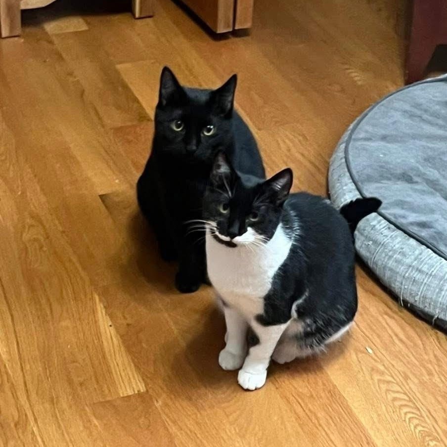 Enlarge Danny & Dolly, a Adoptable Domestic Medium Hair in Lemont, IL image 1/6