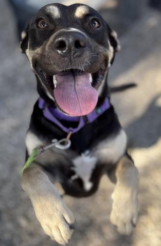 ANGEL, Adoptable, Young Female Mixed Breed.