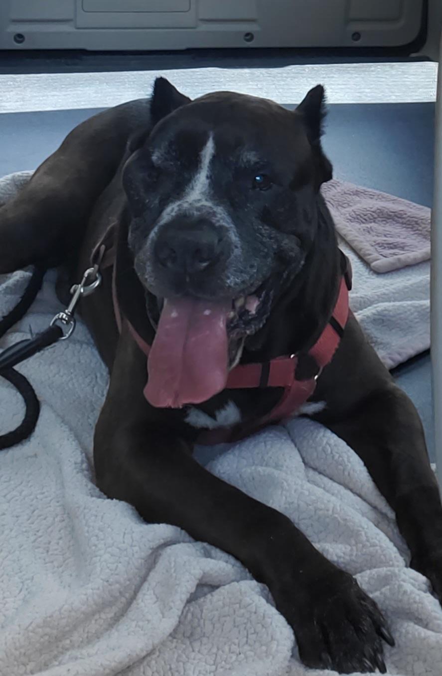 Duke — thumbnail 2