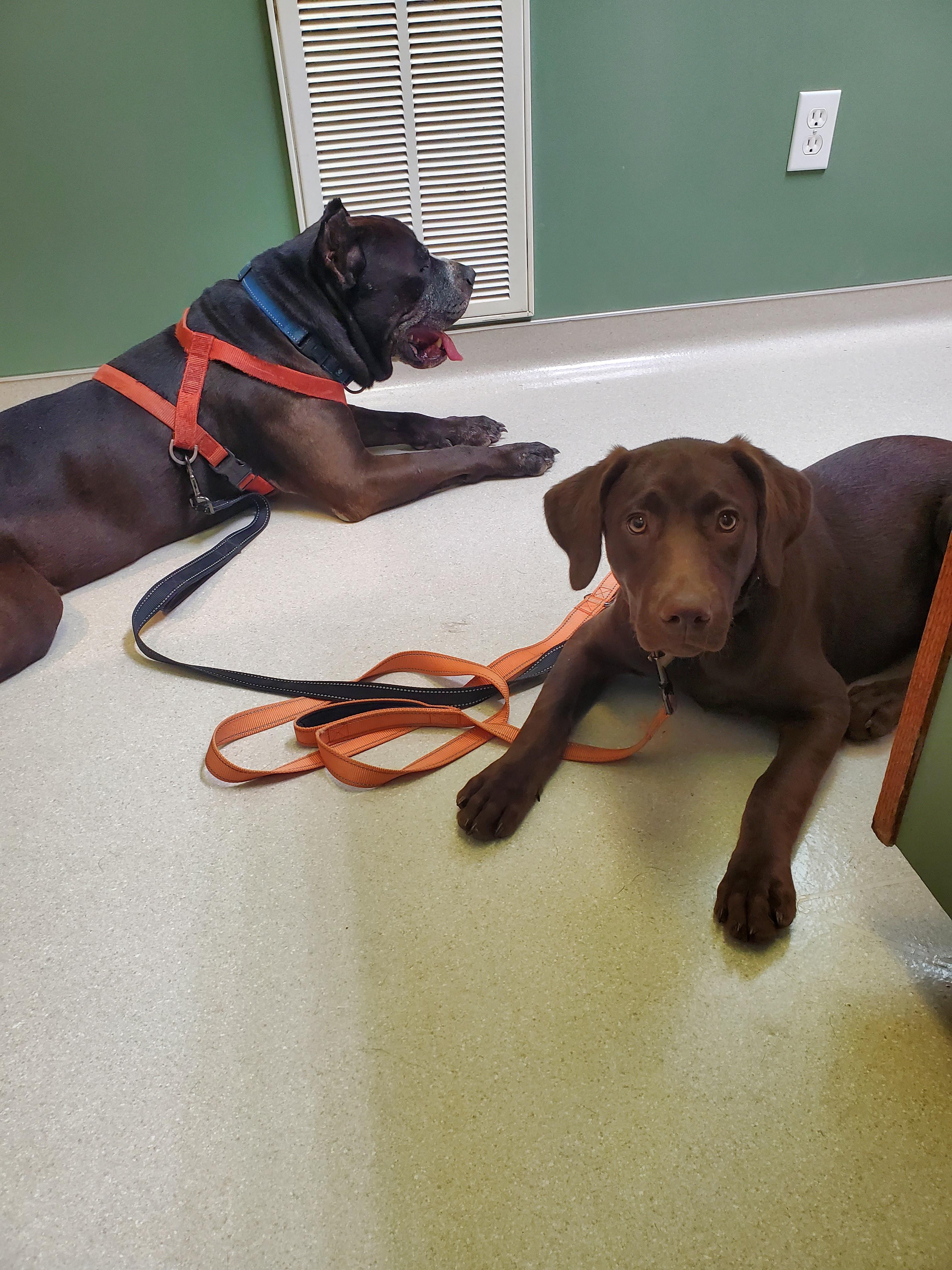 Duke — thumbnail 4