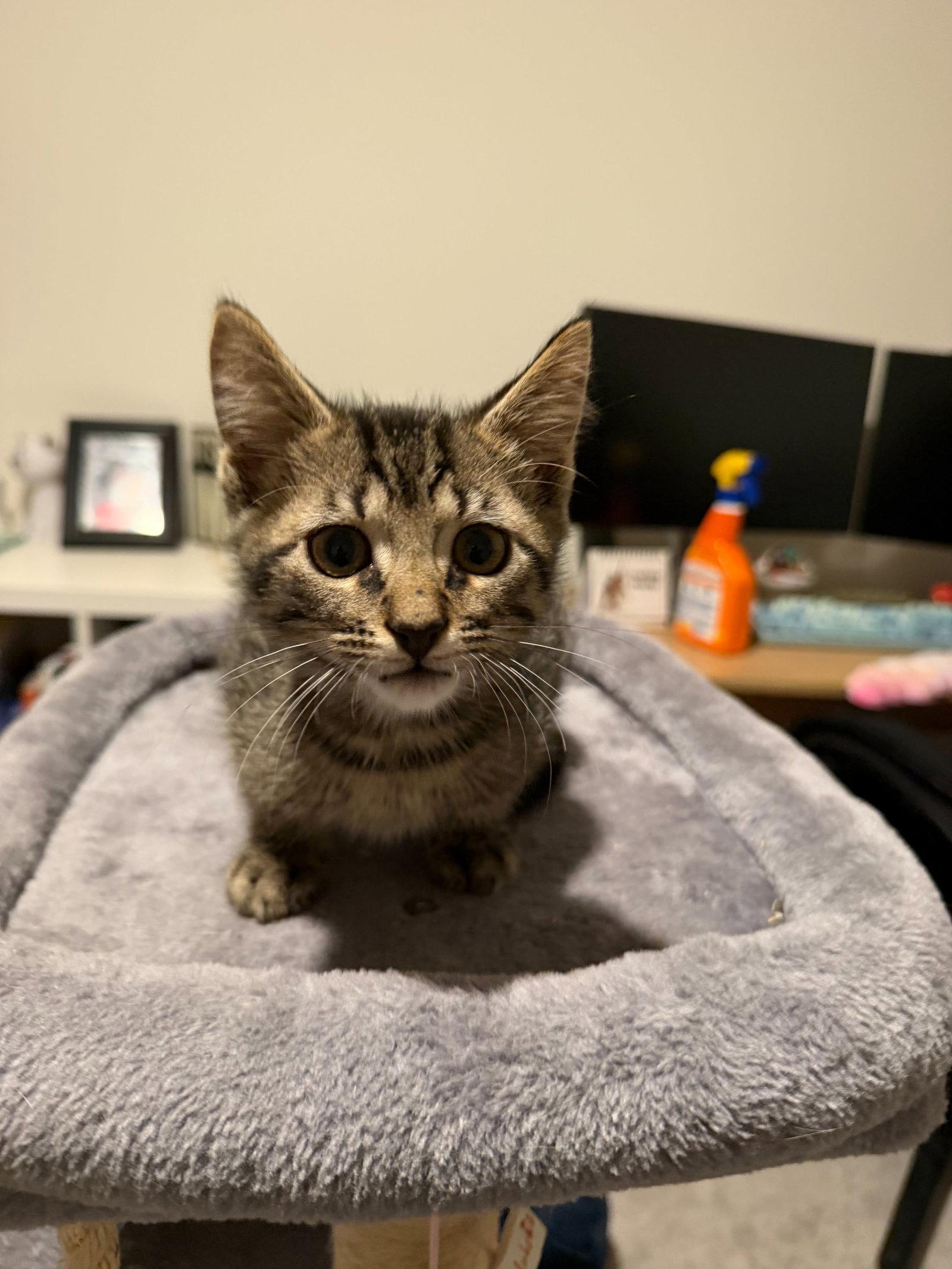 Jakob, Adoptable, Kitten Male Domestic Short Hair.