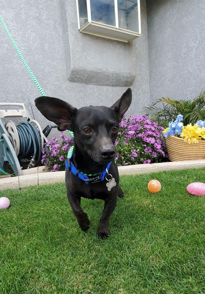Enlarge Bruce Wayne, a Adoptable mixed breed in Bakersfield, CA image 2/6