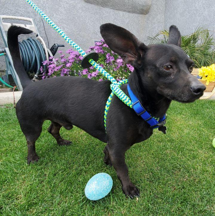 Enlarge Bruce Wayne, a Adoptable mixed breed in Bakersfield, CA image 4/6